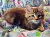 chaton maincoone pour votre domicille