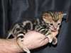 de tres beaux chatons bengal  au prix de rien