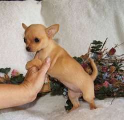 Magnifique Chiots Chihuahua Disponible