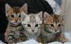 magnifique chaton bengal