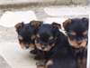 A donné quatre chiots type yorkshire mâle et femel