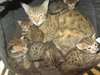 chatons Savannah - photo 1