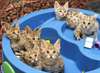 Adorables chatons de race bengal
