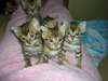 Magnifiques Type Chatons Savannah