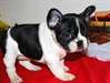 Chiots Bouledogue français enregistré