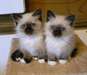 Sacre de birmanie tres adorable