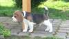 Nos briquets sont 100% beagle pour adoption