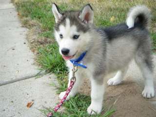 Incroyable Siberian Husky chiots disponibles