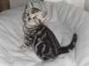 2 MAGNIFIQUES CHATON BRITISH SHORTHAIR