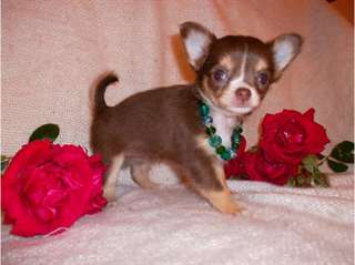 Magnifiques chiots type Chihuahua chocolat
