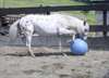 Donne Magnifique Cheval hongre appaloosa léopard