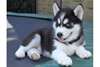 TRES BEAUX CHIOTS SIBERIAN  HUSKY  DISPONIBLE
