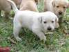 (Grande opportunité) chiots labrador pour adoption