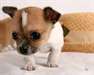 chiots chihuahua pour adoption gratuite