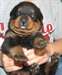 chiots Rottweiler pour bonnes maisons