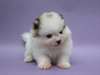 Offre Deux Chiots Pomeranien