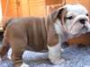 Chiot Bulldog Anglais