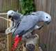 Deux perroquets gris africains pour Adoption