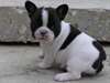 Chiots Bouledogue français enregistré