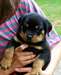 Chiots Rottweiler