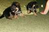 Bergers allemands pour une bonne famille
