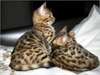 Beaux  chatons bengal disponible pour adoption