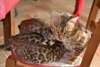 Magnifiques chatons BENGAL pour  adoption