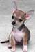 Chiot chihuahua male de couleur creme