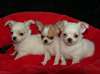 Magnifiques chiots chihuahua