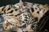 5 superbes chatons bengal