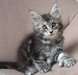 Sublimes chatons type Maine Coon