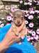 chiots Chihuahua chocolat