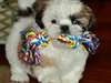 DEUX ADORABLES CHIOT DE TYPE SHIH TZU DISPONIBLE