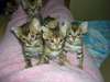 chatons bengal
