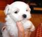 Don adorable Chiot  Bichon Maltais