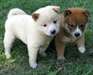 MAGNIFIQUES CHIOTS SHIBA-INU POUR ADOPTION