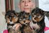 Chiots Yorkshire Terrier lof et issus