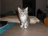 Magnifiques chatons maine coon male et femelle dis