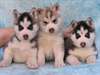 Chiots siberian husky de très bonne race pure