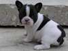 Chiots Bouledogue français enregistré