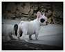 Chiots Bouledogue Français LOF