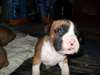Chiots d apparence Boxer Fauve non lof