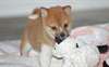 MAGNIFIQUES CHIOT SHIBA INU
