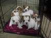 Super Beau Chiots Bulldog Anglais