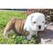Chiot Bulldog Anglais
