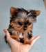 Yorkshire terrier toy pedigre