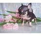 deux Magnifiques chiots type Chihuahua