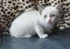 Magnifiques chatons Siamesse - photo 1