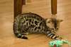 Magnifiques Type Chatons Savannah