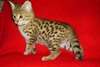 magnifique chaton bengal